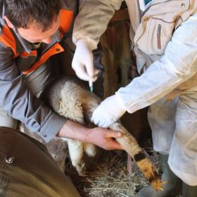Bulgaria Crimean-Congo Haemorrhagic fever vaccine trial sheep vaccination