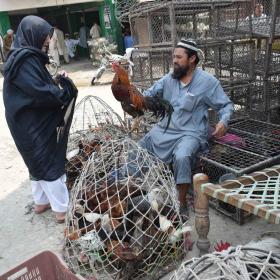 Trading poultry in a pakistani village
