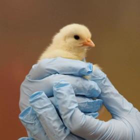 A chick being held