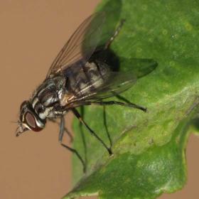 Close up of Stomoxys calcitrans mosquito on green leaf