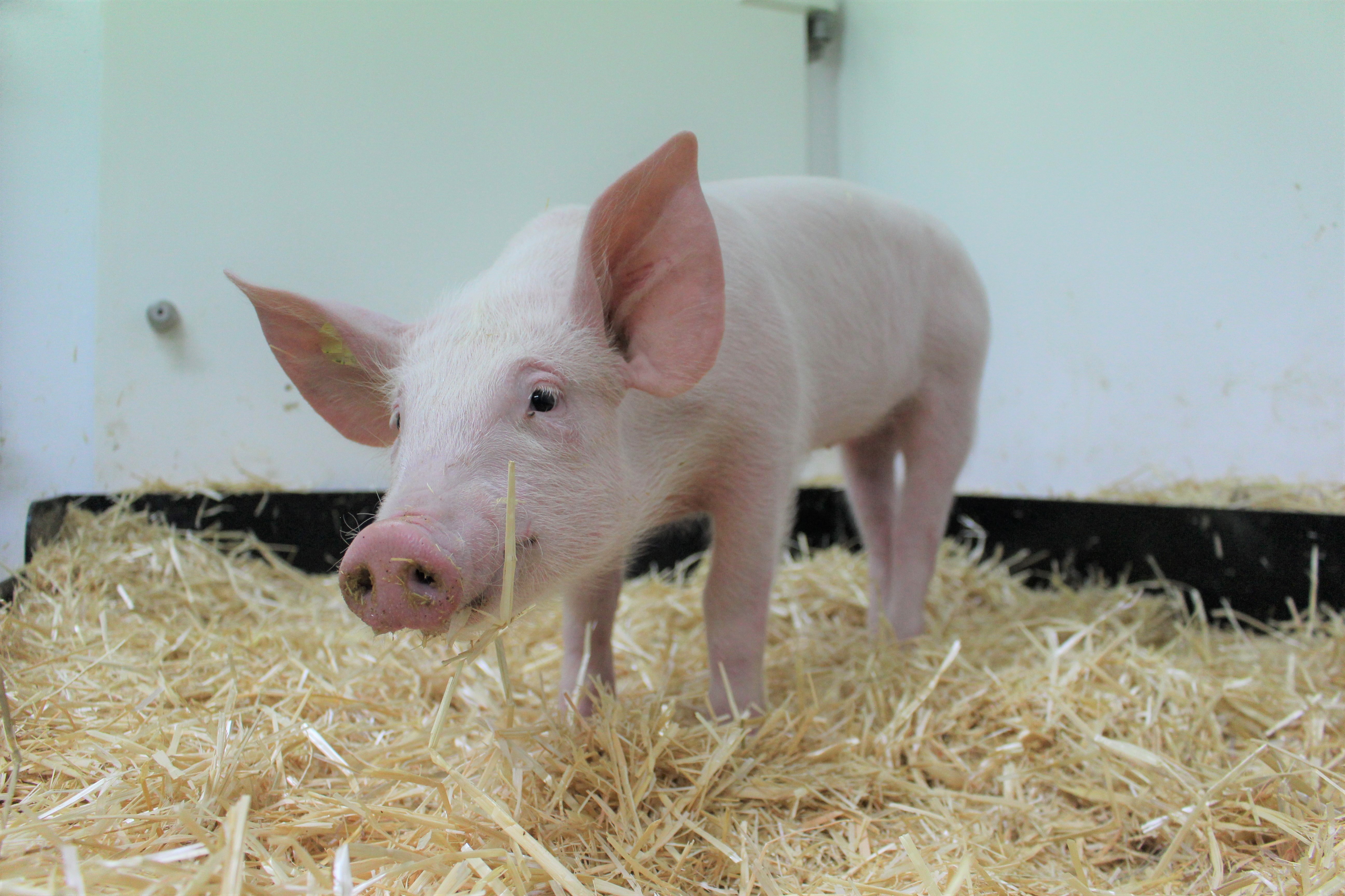 Why pigs may hold the key to tackling the global threat of flu | News ...