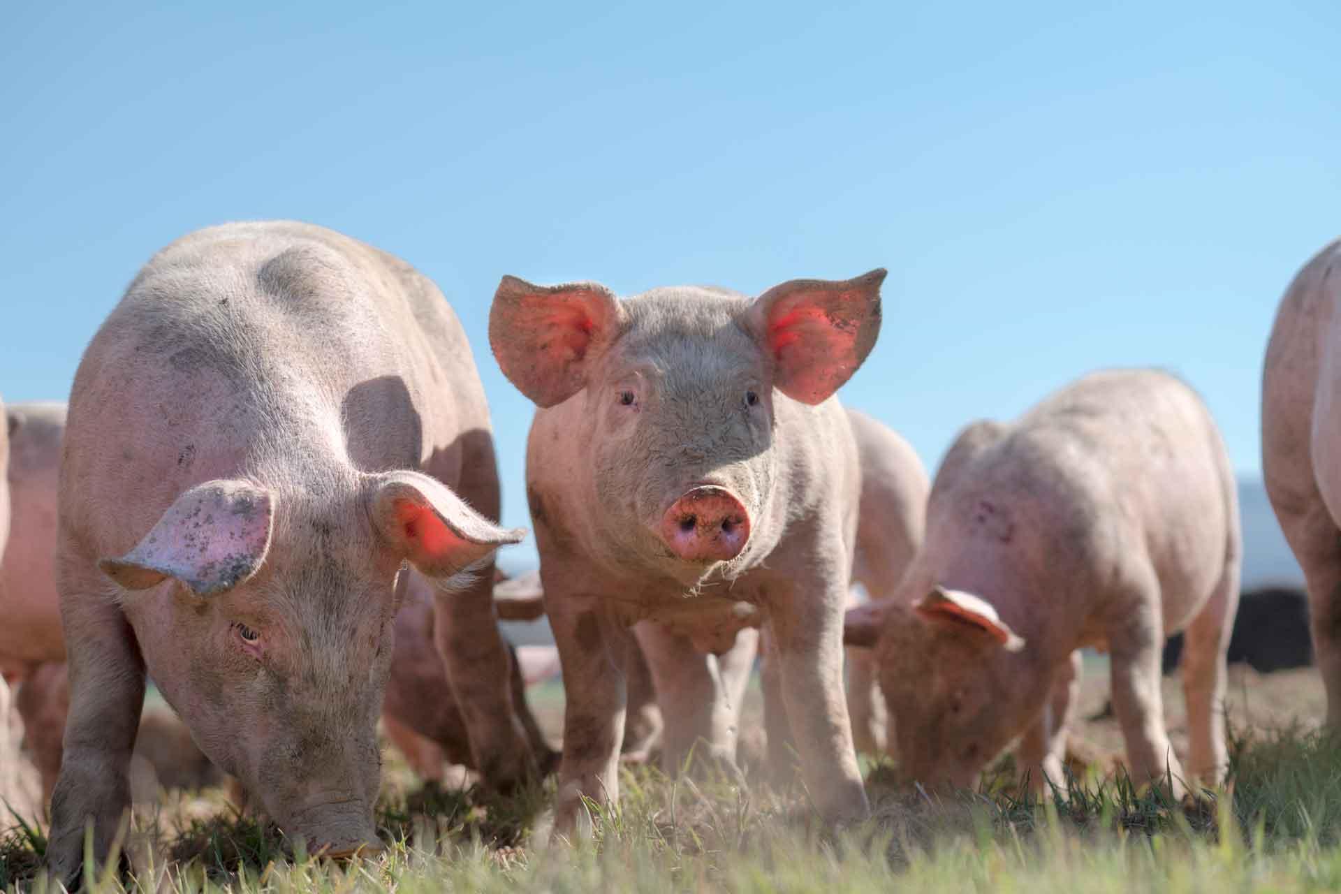 Pig study shows differences in immune responses to flu and coronavirus ...