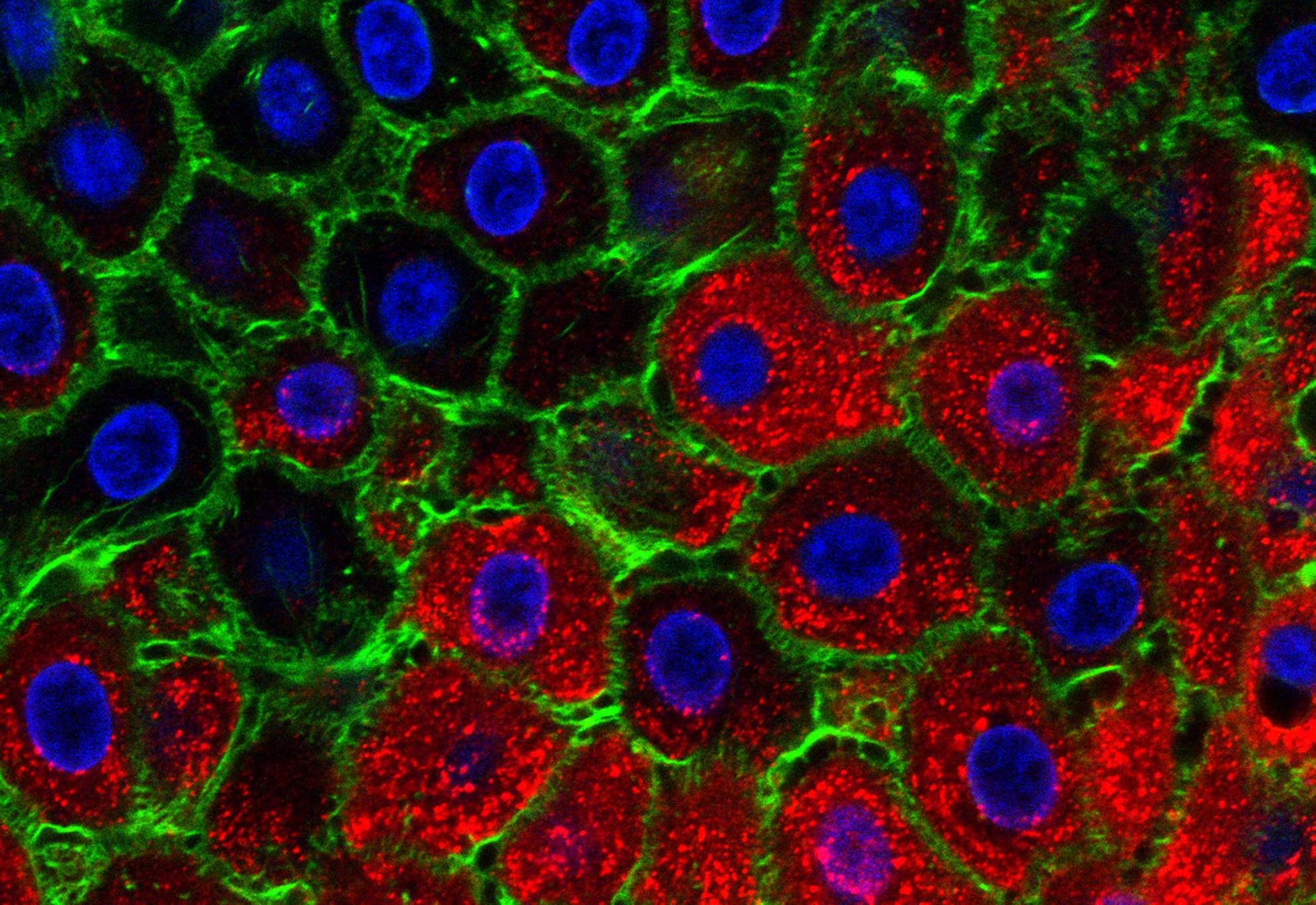 Foot-and-mouth disease virus | Virus | The Pirbright Institute