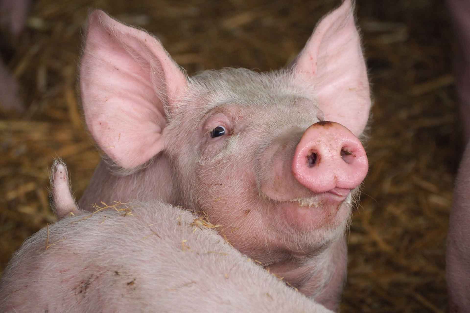 Nextgeneration vaccines and diagnostics to prevent livestock