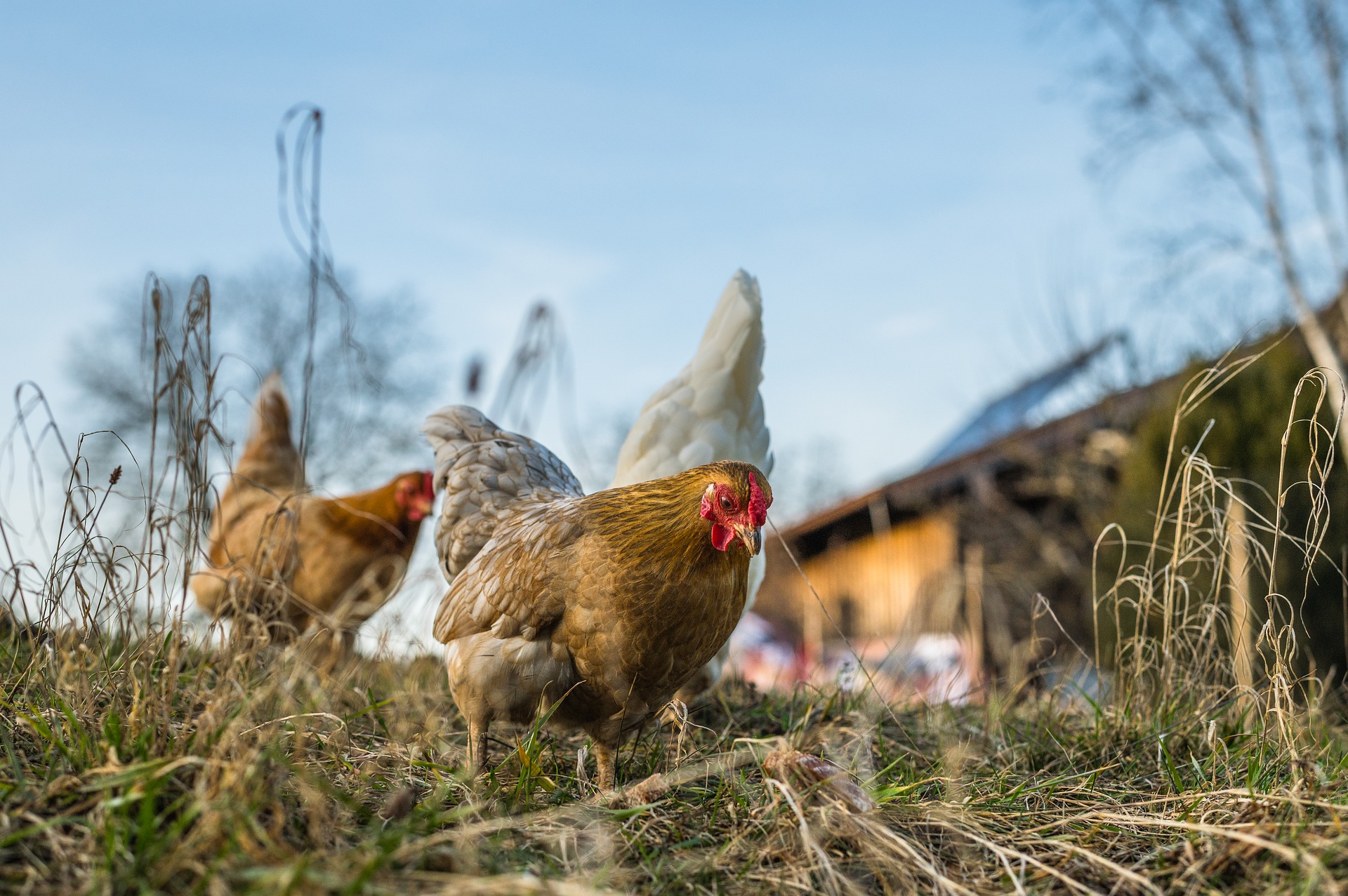 International research project tackles threat of Avian Influenza