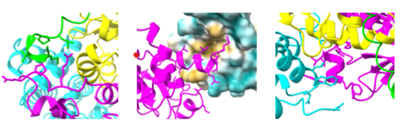 CRL machinery complex showing EloC (yellow), EloB (green) and Cul5 (cyan)