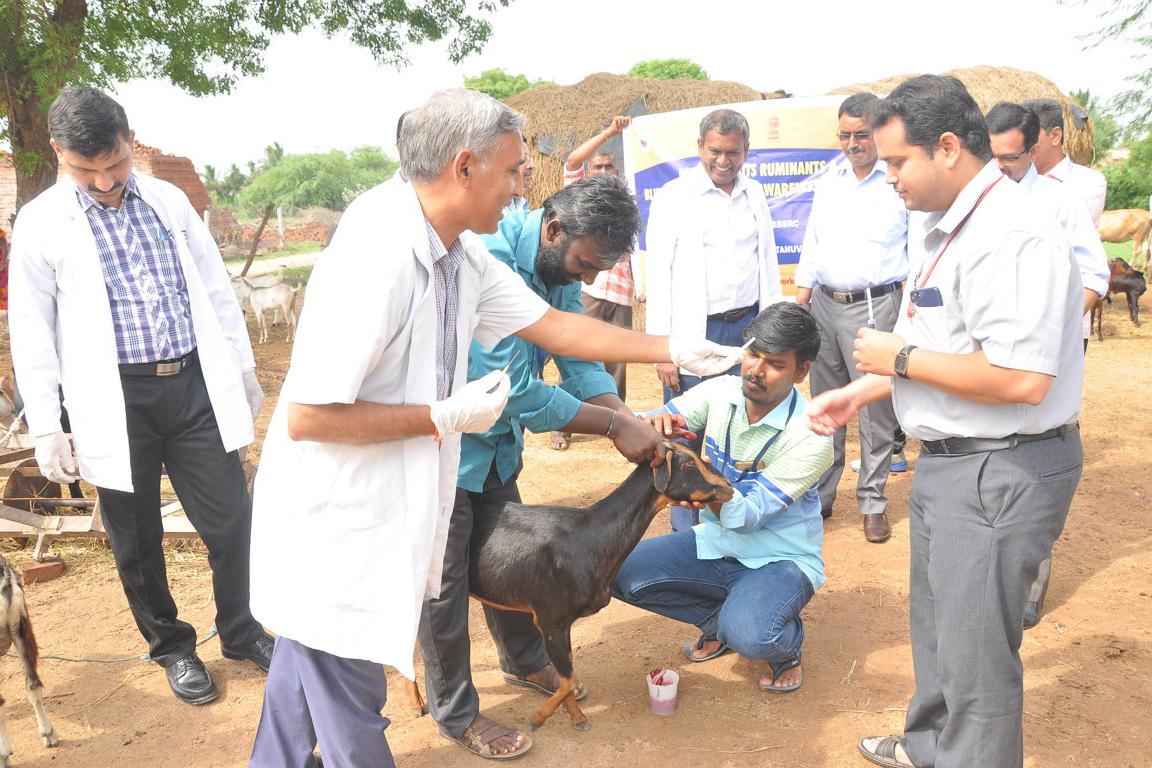Goat being vaccinated against peste des petits ruminants virus in India PPR vaccine campaign