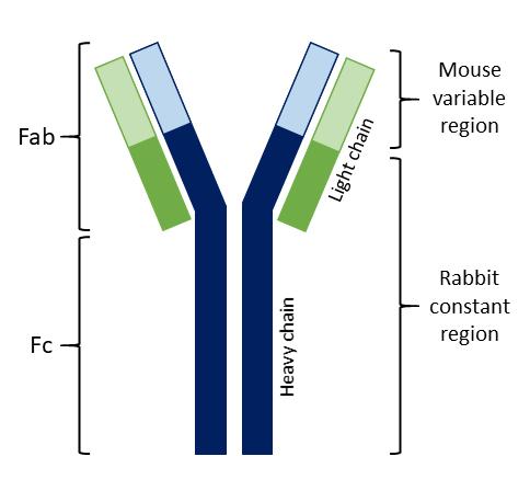 Hybrid mouse-rabiit antibody chimeric mouse-rabbit antibody fab fc region