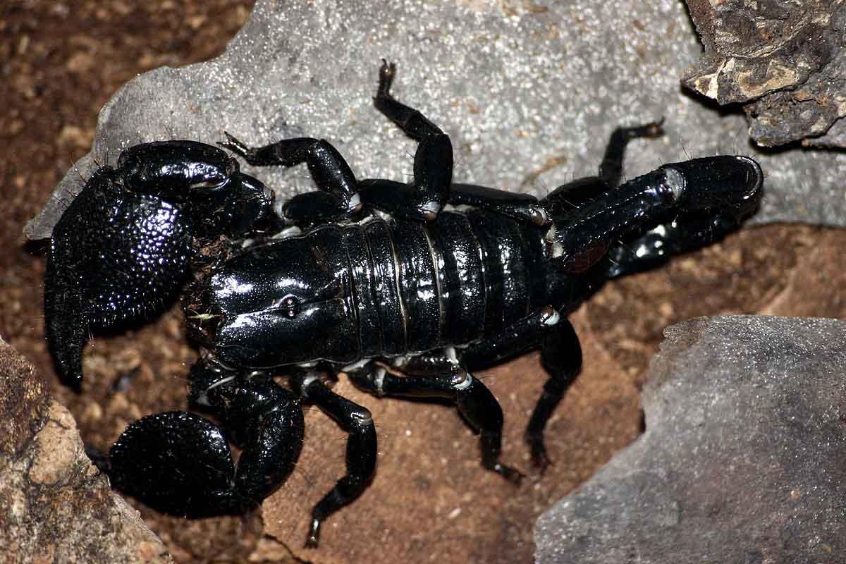 Scorpion on a wall