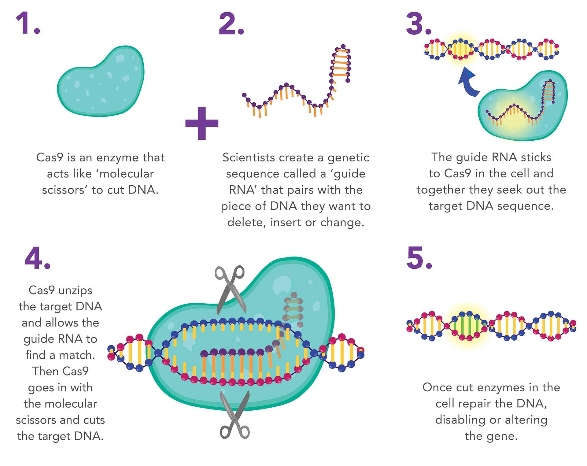 CRISPR-Cas9 illustration CRISPR-Cas9 illustration