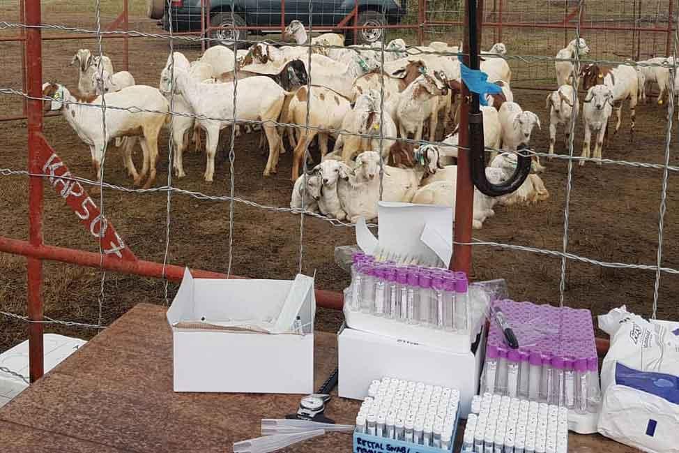 Sheep in the Kenya RVF vaccine trial Sheep in the Kenya Rift Valley Fever vaccine trial