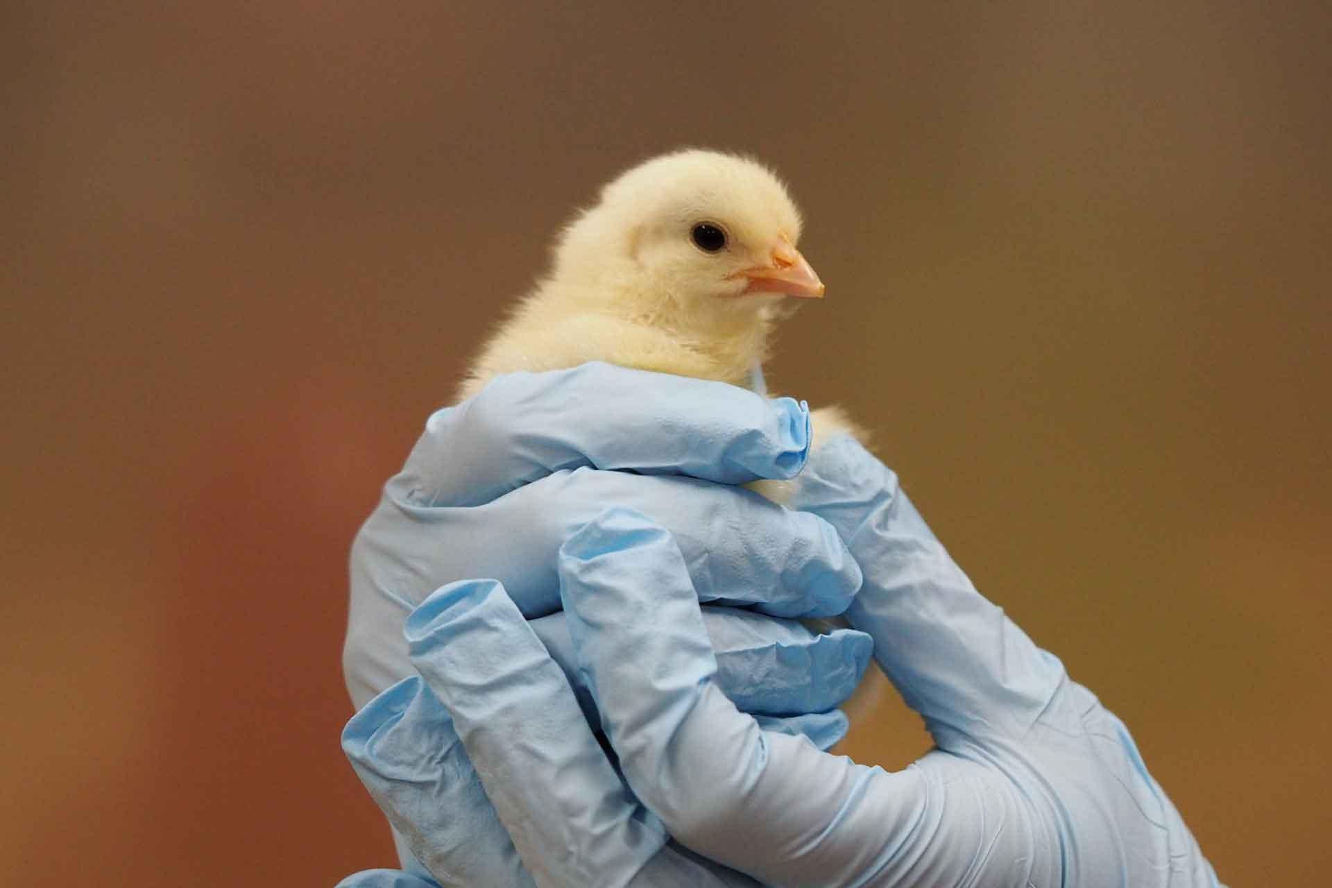 Chick being held A chick being held