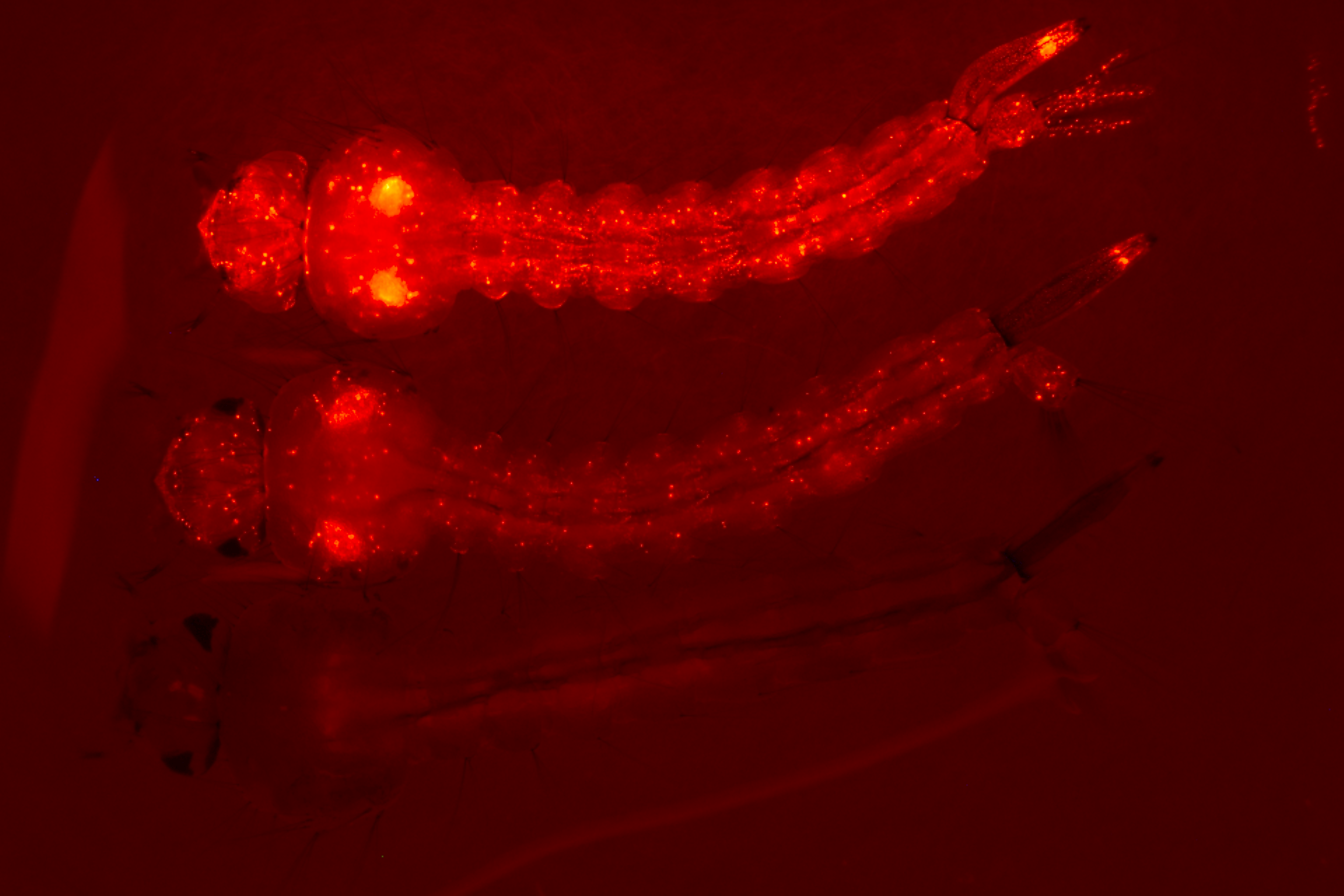 Red fluorescent mosquito larvae (Culex quinquefasciatus Say) Red fluorescent larvae of the southern house mosquito (Culex quinquefasciatus Say)