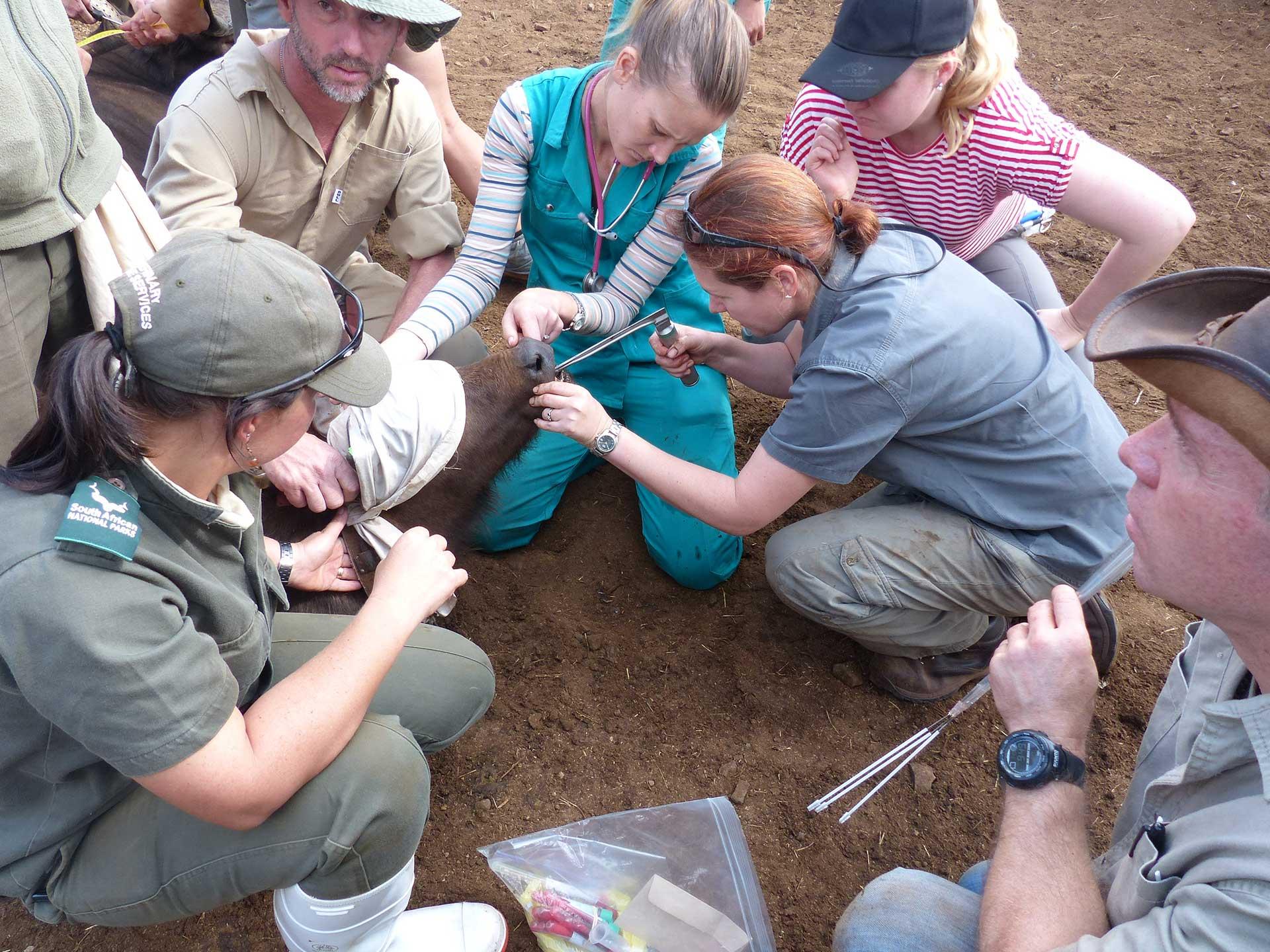 Buffalo sampling NS21035 Taking samples from buffalo in the field