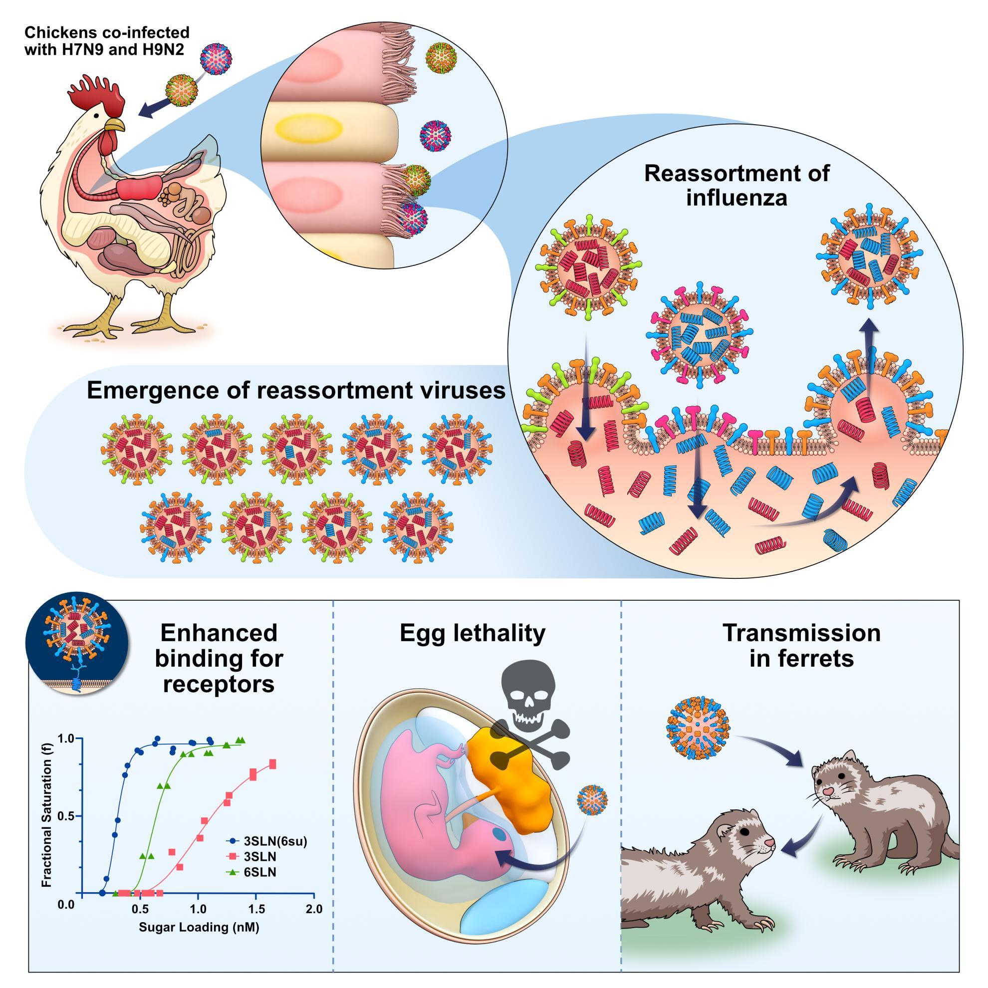 NS22003 Bird flu Graphical abstract An illustration of a chicken infected with avian influenza strains. These strains can swap genetic information to create a new strain. A graph shows this strain binds more easily to cell, two images show the strain kills embryos & spreads between ferrets