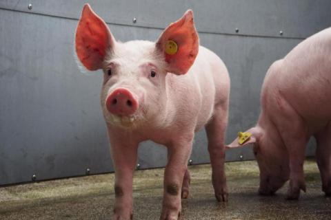 Pig Pink pig