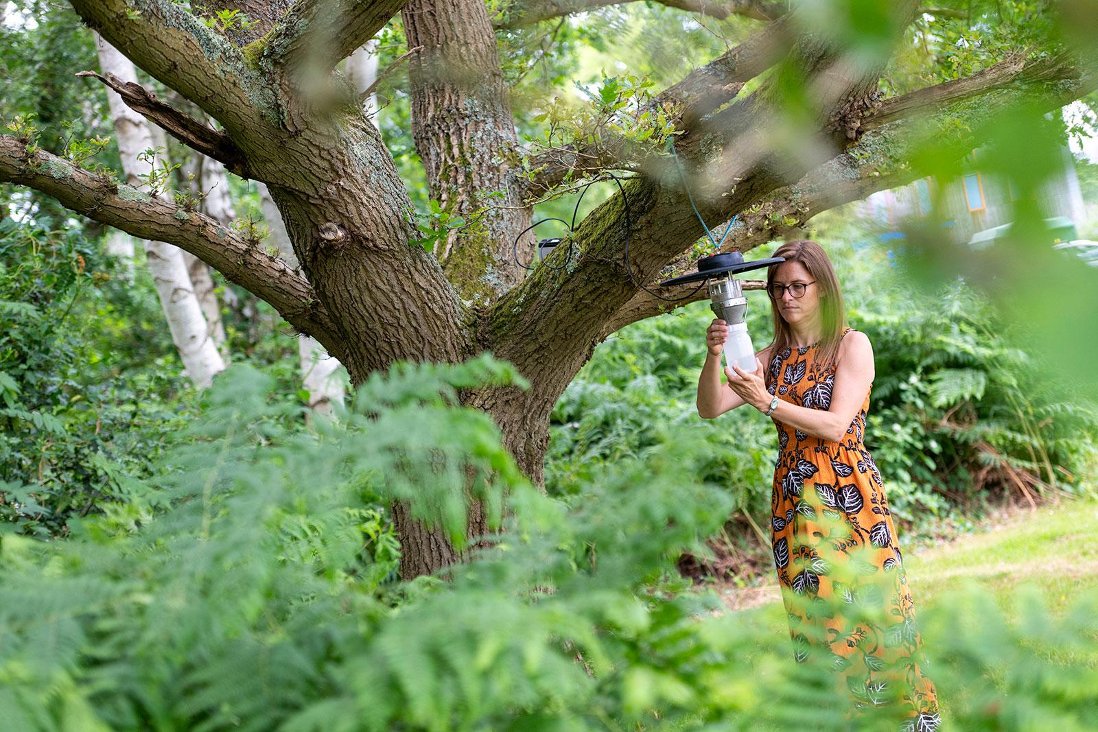 Person in woodland holding an insect trap hanging from a tree. The trap looks like a lantern