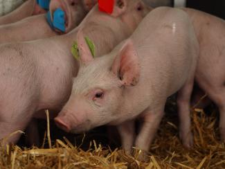 Pigs inside stable