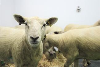 Sheep