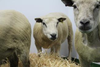 Sheeps in hay