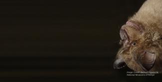 Rhinolophus bat