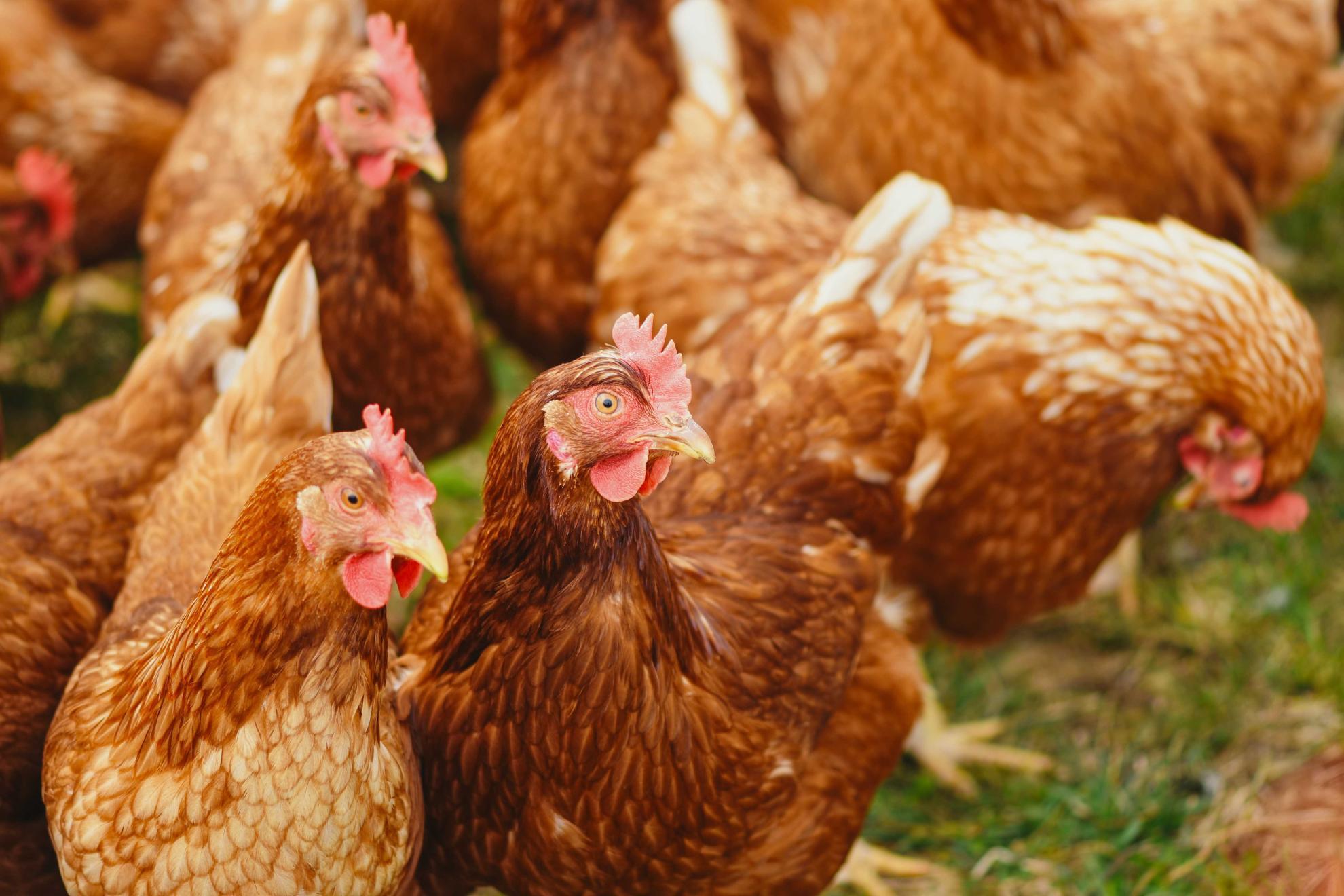 brown chickens with red combs 