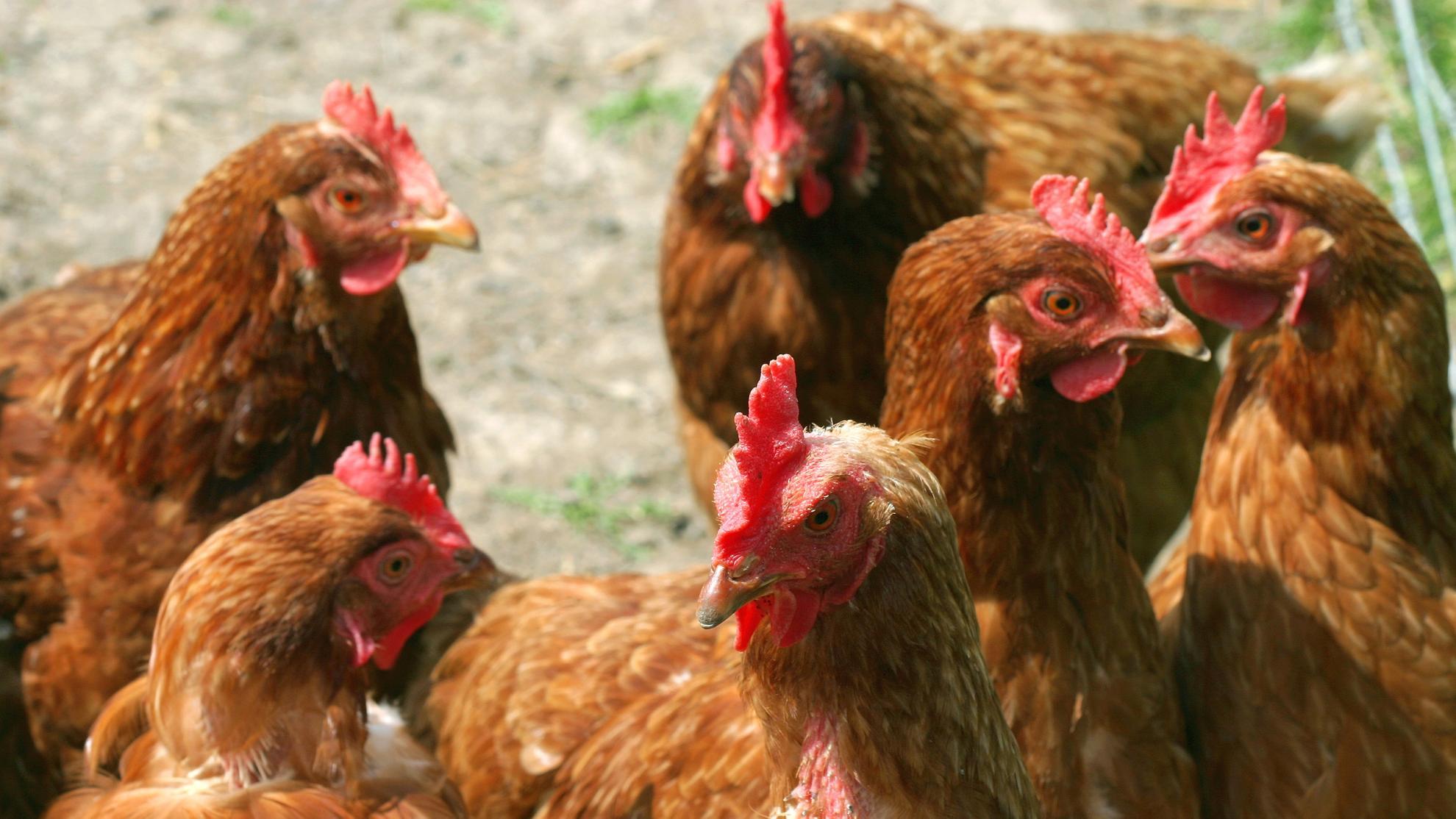 group of chickens